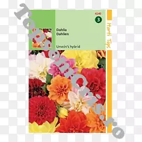 达利亚花卉设计不胜种子切花-空若网 达利亚花卉设计不胜种子切花-空若网
