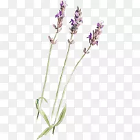 英国薰衣草普通鼠尾草-空若网 英国薰衣草普通鼠尾草-空若网