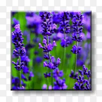 Ӣ��޹�²ݷ���޹�²ݻ�ֲ�����ӻ�-������