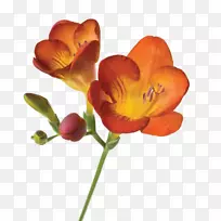 切花花瓣植物学花束-空若网 切花花瓣植物学花束-空若网