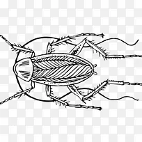 昆虫蟑螂论文:历史与知识科学简编-通俗科学-空若网 昆虫蟑螂论文:历史与知识科学简编-通俗科学-空若网
