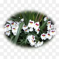 ���л���һ�����ݱ�ֲ��������-������