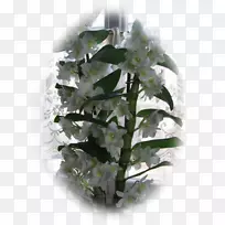 花卉设计切花花束花盆-花-空若网 花卉设计切花花束花盆-花-空若网