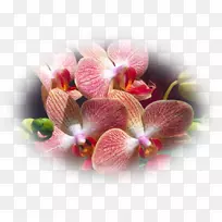 �ɶ�����ֲ���ʯ�����ؽ���-������