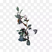 小枝开花植物叶-叶-空若网 小枝开花植物叶-叶-空若网