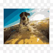 夏威夷爱犬冲浪猫兽医宠物坐养猫-空若网 夏威夷爱犬冲浪猫兽医宠物坐养猫-空若网