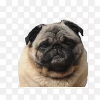 帕格犬繁殖同伴狗玩具狗鼻子-摩斯基托-空若网 帕格犬繁殖同伴狗玩具狗鼻子-摩斯基托-空若网