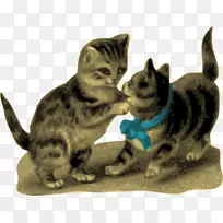 小猫动画剪辑艺术猫-空若网 小猫动画剪辑艺术猫-空若网