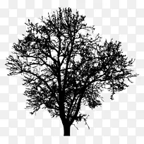 ��֦��Ӱ����Ӱ����-��Ӱ-������