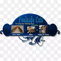 萨凡纳猫孟加拉猫英国速记猫拯救大猫小猫-空若网 萨凡纳猫孟加拉猫英国速记猫拯救大猫小猫-空若网