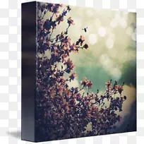 À¥³æÉãÓ°-Ìì¿ÕÖеÄÐÇÐÇ-¿ÕÈôÍø À¥³æÉãÓ°-Ìì¿ÕÖеÄÐÇÐÇ-¿ÕÈôÍø