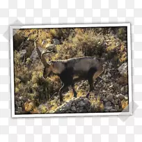 猪山核桃野生动物鼻子-猪-空若网 猪山核桃野生动物鼻子-猪-空若网