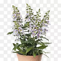 ÆÕͨÊóβ²Ý»¨Å迪»¨Ö²Îï-¿ÕÈôÍø ÆÕͨÊóβ²Ý»¨Å迪»¨Ö²Îï-¿ÕÈôÍø