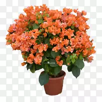 切花盆栽灌木开花植物凤仙花-空若网 切花盆栽灌木开花植物凤仙花-空若网