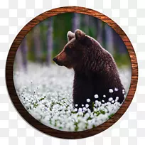 ����Ұ�����ﰢ��˹�Ӱ뵺����½�ض�����-������