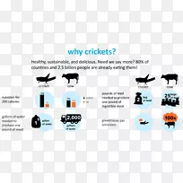 蟋蟀面粉昆虫牛舍蟋蟀昆虫-空若网 蟋蟀面粉昆虫牛舍蟋蟀昆虫-空若网