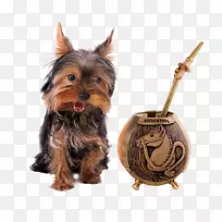 Լ�˿�С��Ȯ���Ĵ�����˿״��Ȯ���Ĵ�������Ȯ�����ﹷ-С��-������