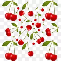 巴巴多斯红樱桃-空若网 巴巴多斯红樱桃-空若网
