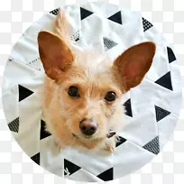 �Ĵ�����ŵά����Ȯ���������Ǹ��ޱ�ȮƷ��-С��-������