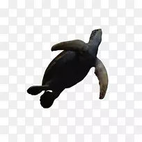 海龟三维计算机图形动画三维动画海洋生物-空若网 海龟三维计算机图形动画三维动画海洋生物-空若网