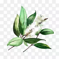 ˮ�ʻ�ͼ��-ˮ�ʻ�Ҷ��-������