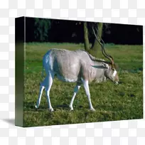 羚羊驴牧场群动物放牧驴-空若网 羚羊驴牧场群动物放牧驴-空若网