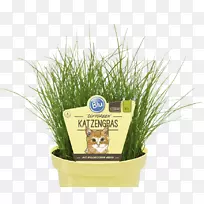 �л�ʳƷ����β�ݡ���ݡ��ݱ�ֲ�����ֲ�����-������