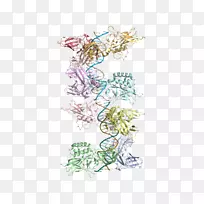 绘制开花植物/m/02csf-人智人-空若网 绘制开花植物/m/02csf-人智人-空若网