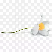 ��������ֲ��-����-������