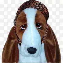 犬种鼻帽犬-空若网 犬种鼻帽犬-空若网