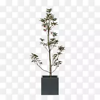 室内植物澳大利亚桃金娘科瓦特-澳大利亚-空若网 室内植物澳大利亚桃金娘科瓦特-澳大利亚-空若网