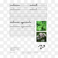 文件线缬草品牌线-空若网 文件线缬草品牌线-空若网