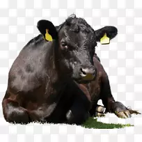 安格斯牛红安格斯苏塞克斯牛瓦格尤香港仔安格斯牛-空若网 安格斯牛红安格斯苏塞克斯牛瓦格尤香港仔安格斯牛-空若网