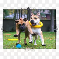 培育黑口犬昆明狼狗鼻子-艾娃-空若网 培育黑口犬昆明狼狗鼻子-艾娃-空若网