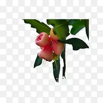 ƻ����צ��ƻ����ƻ�����������ϡ�-������