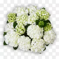 绣球花设计切花花束-空若网 绣球花设计切花花束-空若网