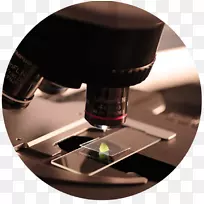 食品和农业科学研究所显微镜研究技术显微镜-空若网 食品和农业科学研究所显微镜研究技术显微镜-空若网