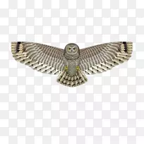 观鸟猫头鹰-空若网 观鸟猫头鹰-空若网