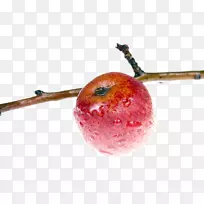 ƻ����֦ǽֽ-��ƻ����֦-������