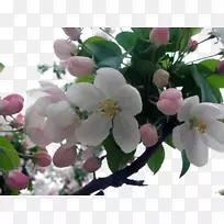 樱花茶苹果绿苹果-空若网 樱花茶苹果绿苹果-空若网