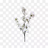 樱花花卉设计-樱花-空若网 樱花花卉设计-樱花-空若网