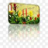 花盆开花植物长方形花-空若网 花盆开花植物长方形花-空若网