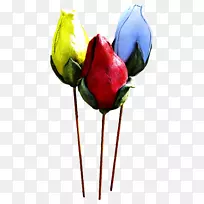 花园玫瑰,花,郁金香-空若网 花园玫瑰,花,郁金香-空若网