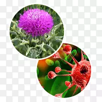 牛奶蓟副反应水飞蓟素-空若网 牛奶蓟副反应水飞蓟素-空若网