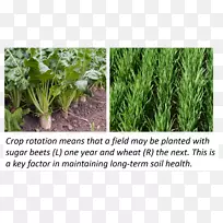 ���������ũ�︲�Ǻ����߲�-������