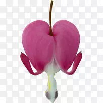 红苹果-红苹果花-空若网 红苹果-红苹果花-空若网