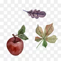 ˮ�ʻ���ͼ.ƻ������Ҷ-������