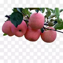 烟台日照苹果红富士-树上的苹果-空若网 烟台日照苹果红富士-树上的苹果-空若网