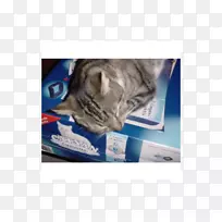 С����è����Сè-������