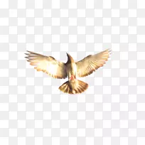 鹰嘴鹰-空若网 鹰嘴鹰-空若网